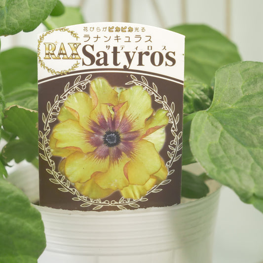 綾園芸さんオリジナル ラナンキュラスラックス【サティロス】