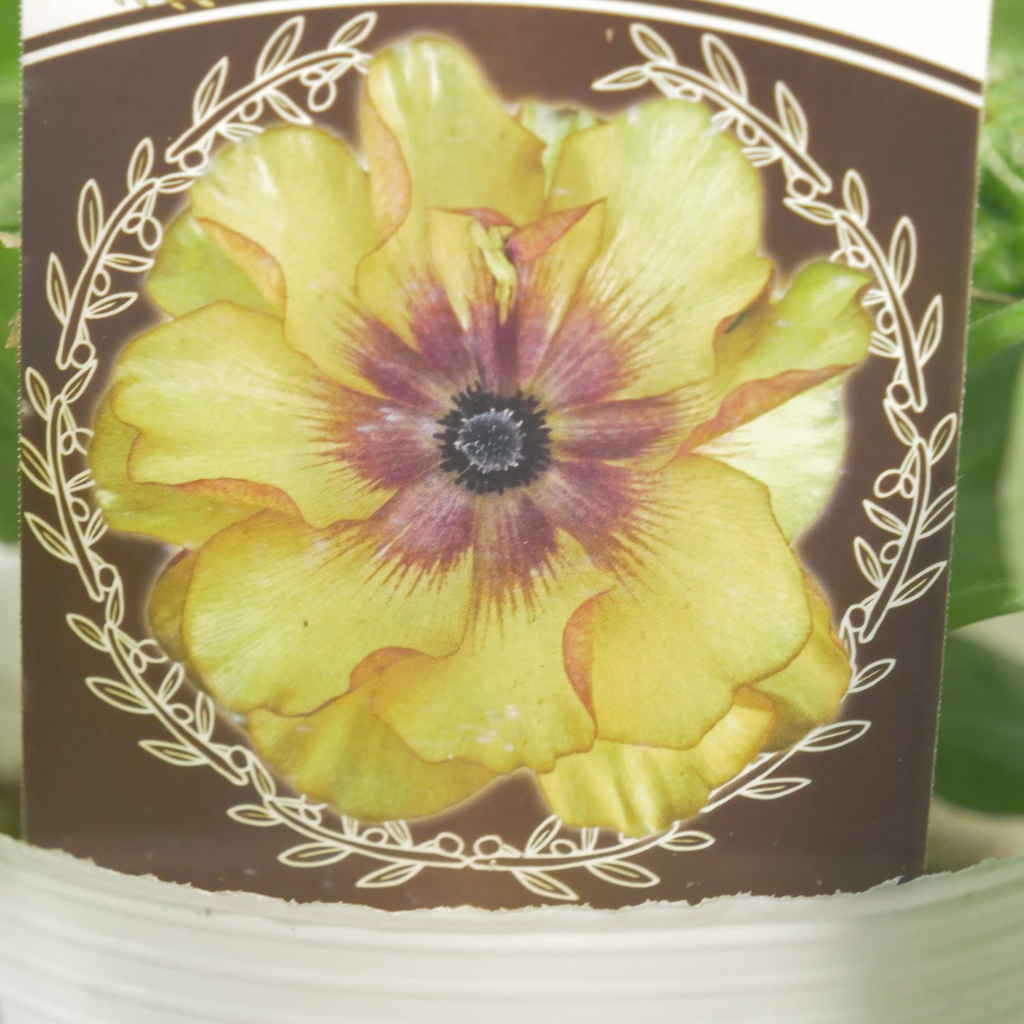 綾園芸さんオリジナル　ラナンキュラスラックス【サティロス】