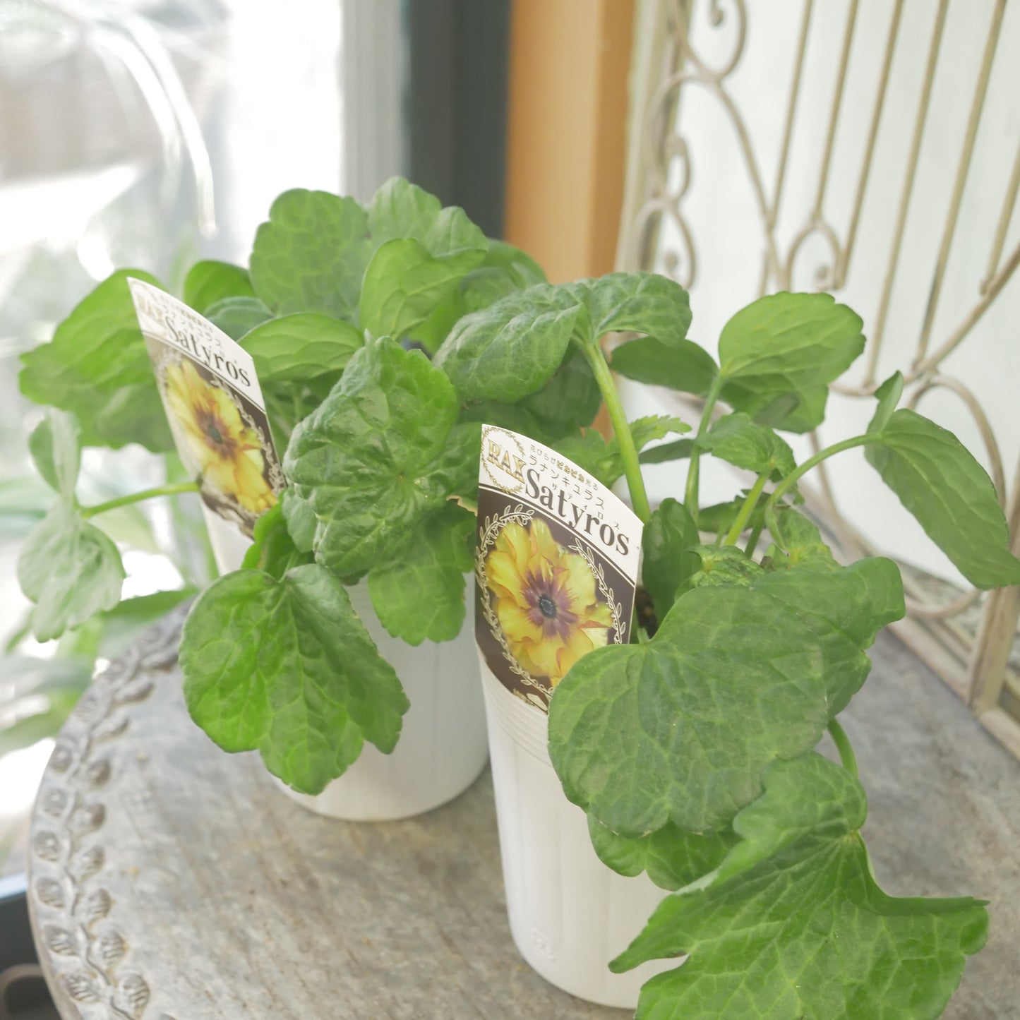 綾園芸さんオリジナル　ラナンキュラスラックス【サティロス】