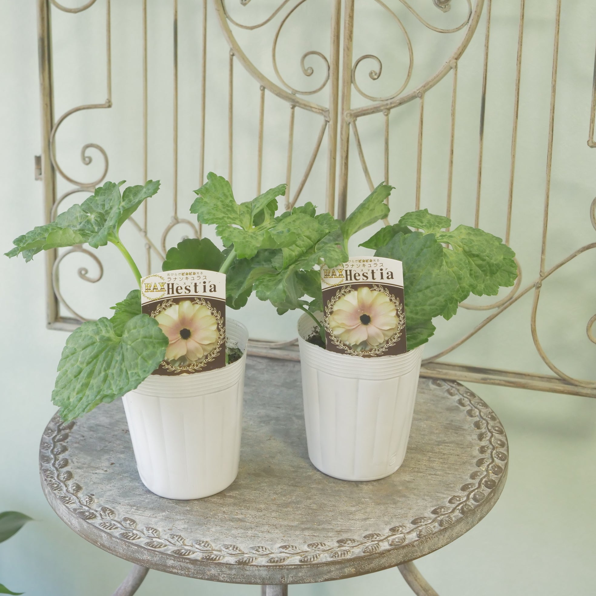 綾園芸さんオリジナル ラナンキュラスラックス【ヘスティア】 – flower