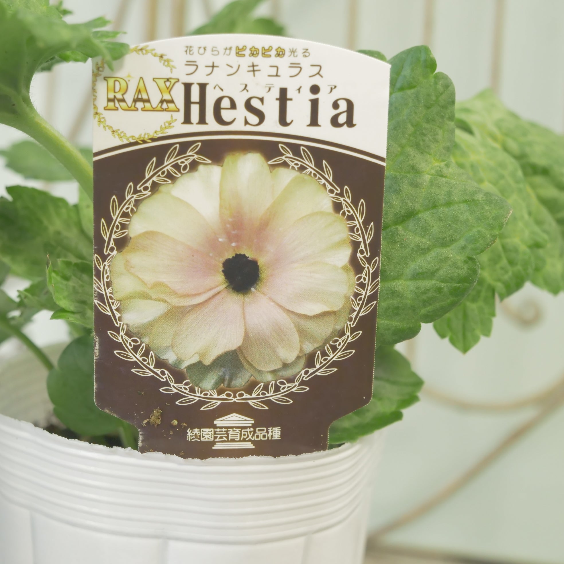 綾園芸さんオリジナル ラナンキュラスラックス【ヘスティア】 – flower
