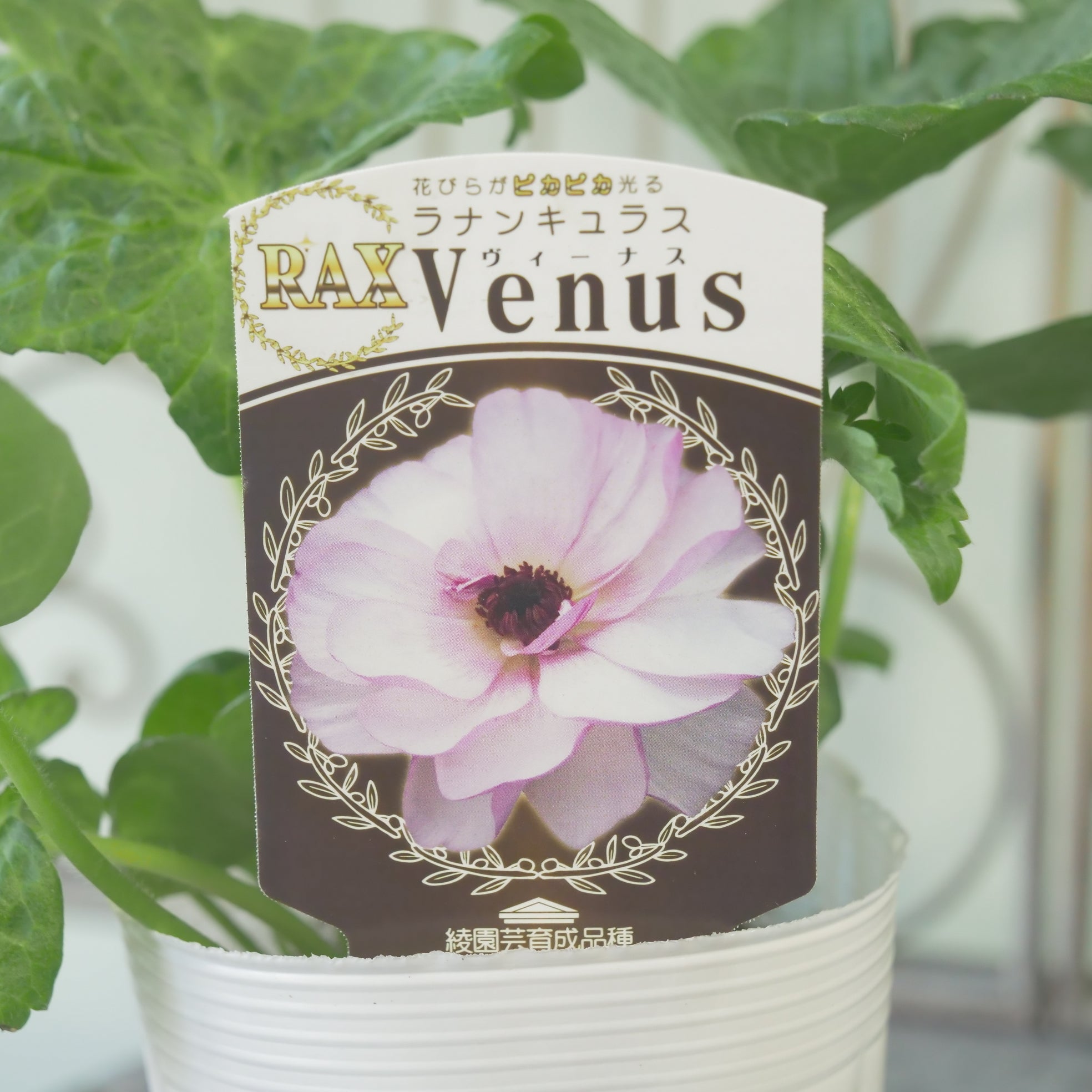 綾園芸さんオリジナル ラナンキュラスラックス【ヴィーナス】 – flower