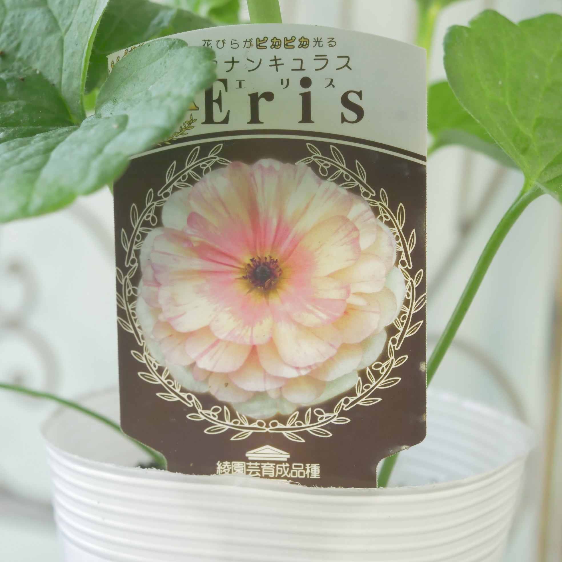 花苗、リーフ苗 – Page 2 – flower magic