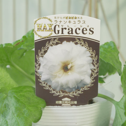 綾園芸さんオリジナル　ラナンキュラスラックス【グレーシス】