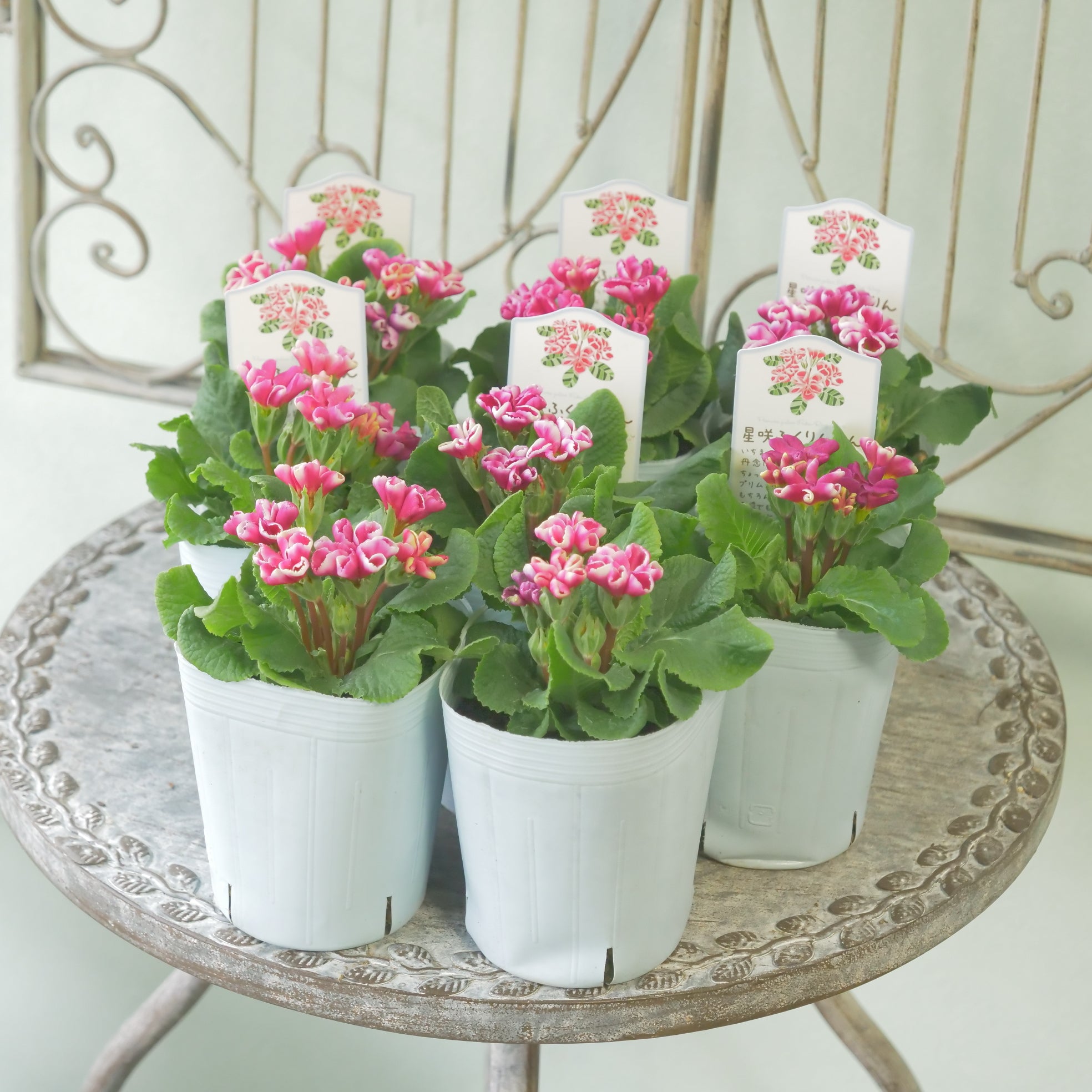 花苗、リーフ苗 – flower magic