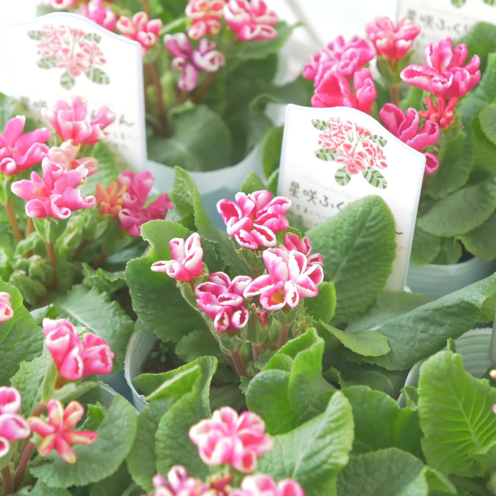 花苗、リーフ苗 – flower magic