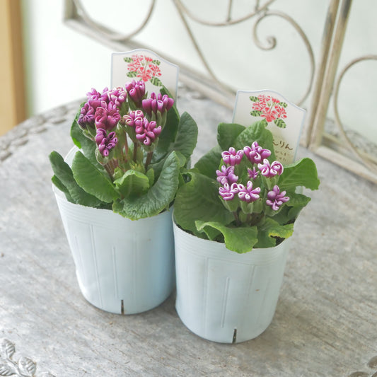 プリムラ　ジュリアン【星咲ふくりんりん】パープルの花色。