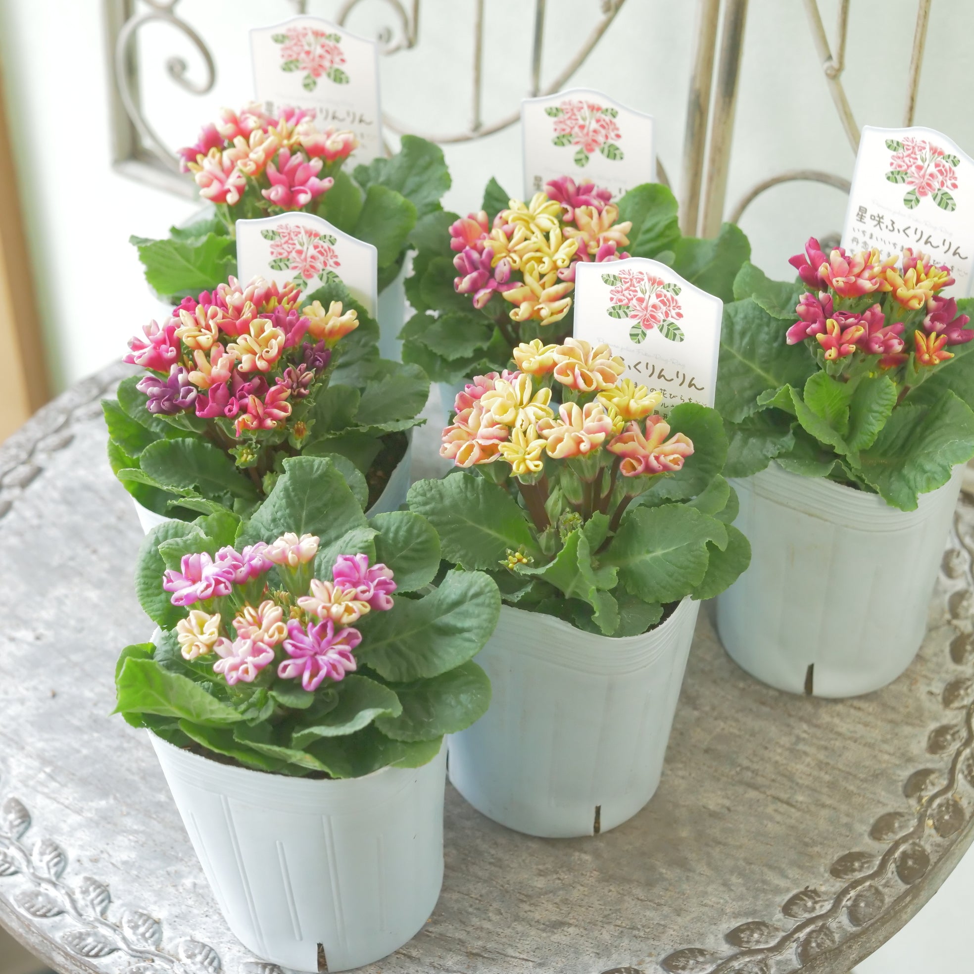 新着商品 – flower magic