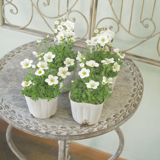 大輪雲間草【ラージホワイト】