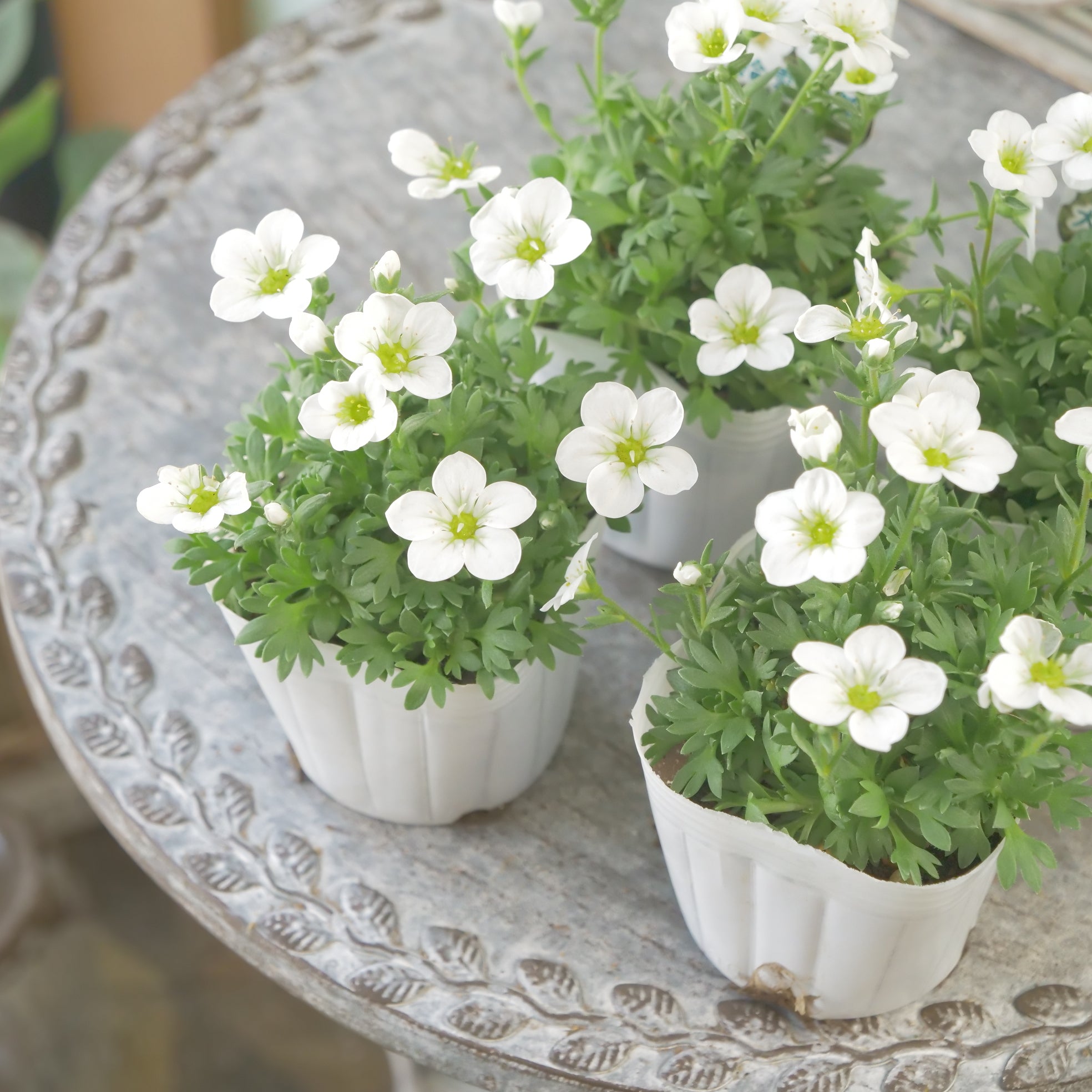 大輪雲間草【ラージホワイト】 – flower magic