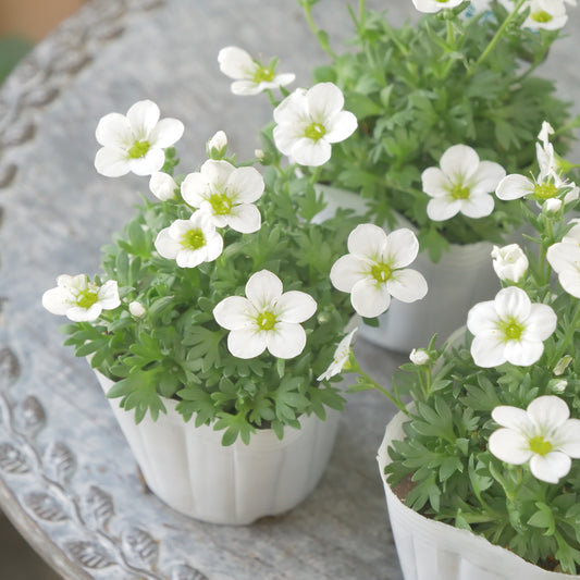 大輪雲間草【ラージホワイト】