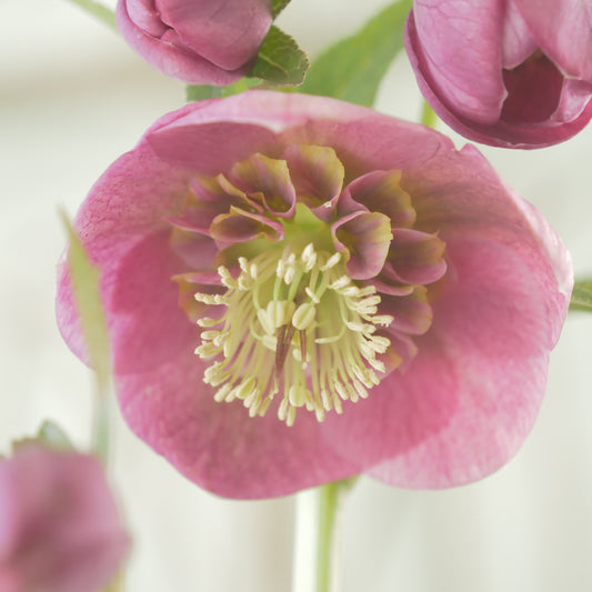 堀切園さん育種　クリスマスローズ【ウィンターシンフォニー】①　