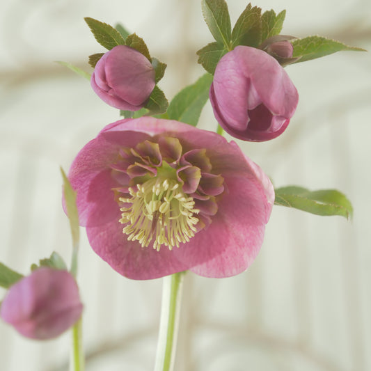 堀切園さん育種　クリスマスローズ【ウィンターシンフォニー】①　