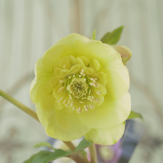 堀切園さん育種 クリスマスローズ【ウィンターシンフォニー】②