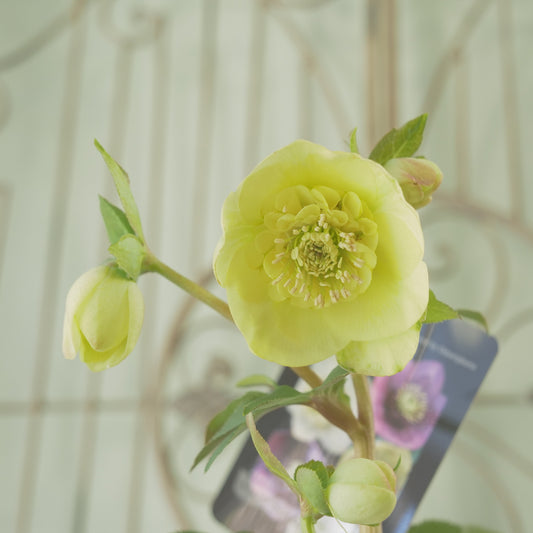 堀切園さん育種　クリスマスローズ【ウィンターシンフォニー】②