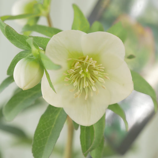 堀切園さん育種 クリスマスローズ【ウィンターシンフォニー】③