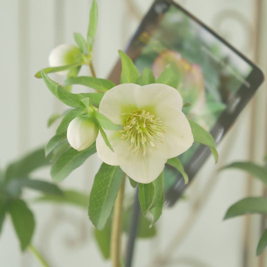 堀切園さん育種　クリスマスローズ【ウィンターシンフォニー】③