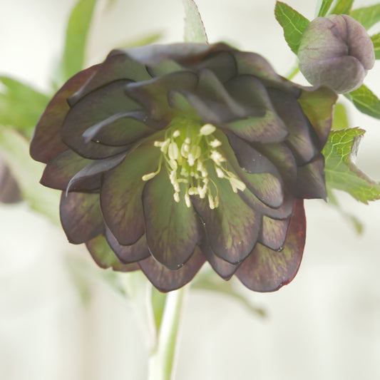 堀切園さん育種 クリスマスローズ【ウィンターシンフォニー】④