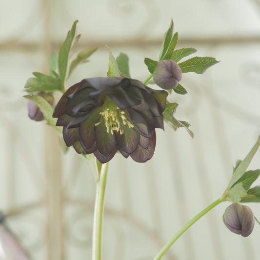 堀切園さん育種　クリスマスローズ【ウィンターシンフォニー】④