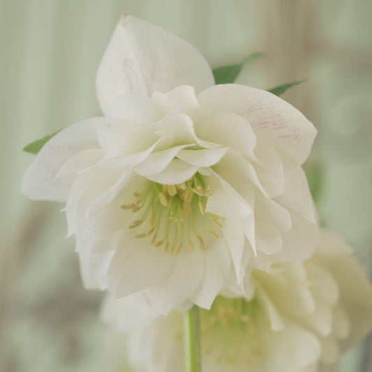 堀切園さん育種 クリスマスローズ【ウィンターシンフォニー】⑤