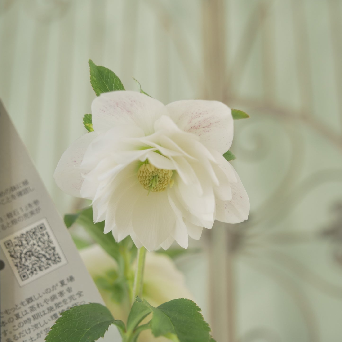 堀切園さん育種　クリスマスローズ【ウィンターシンフォニー】⑤