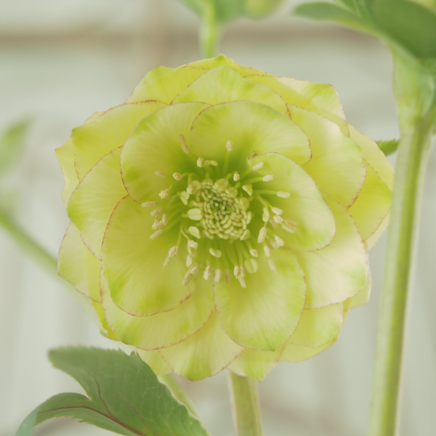 堀切園さん育種　クリスマスローズ【ウィンターシンフォニー】⑥