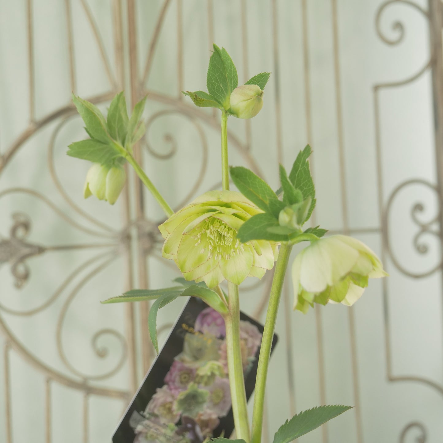 堀切園さん育種　クリスマスローズ【ウィンターシンフォニー】⑥