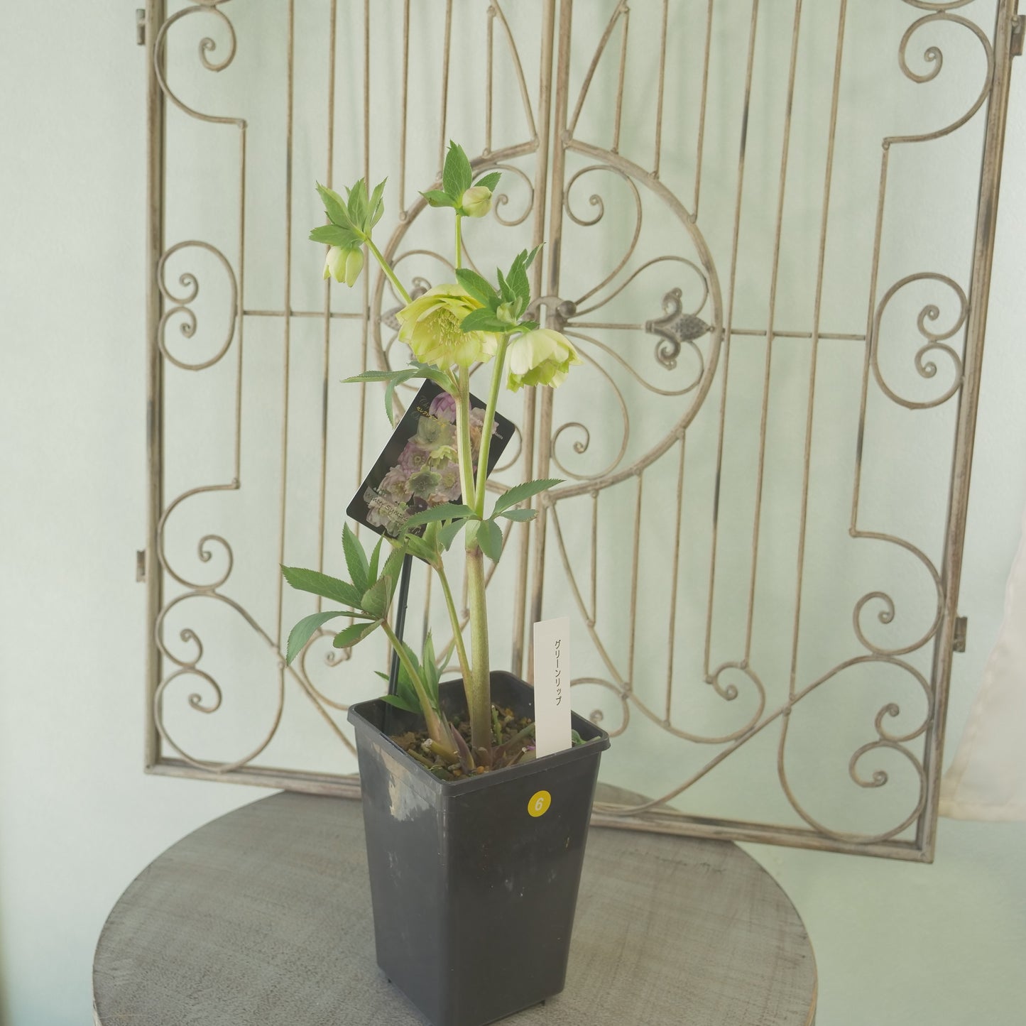 堀切園さん育種　クリスマスローズ【ウィンターシンフォニー】⑥