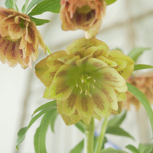 堀切園さん育種 クリスマスローズ【ウィンターシンフォニー】⑦