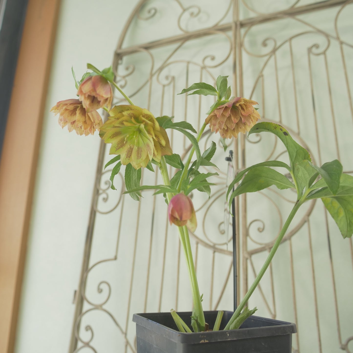 堀切園さん育種　クリスマスローズ【ウィンターシンフォニー】⑦