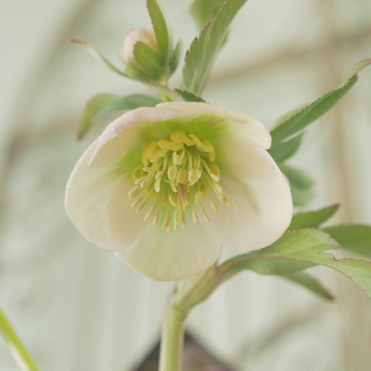 堀切園さん育種　クリスマスローズ【ウィンターシンフォニー】⑧