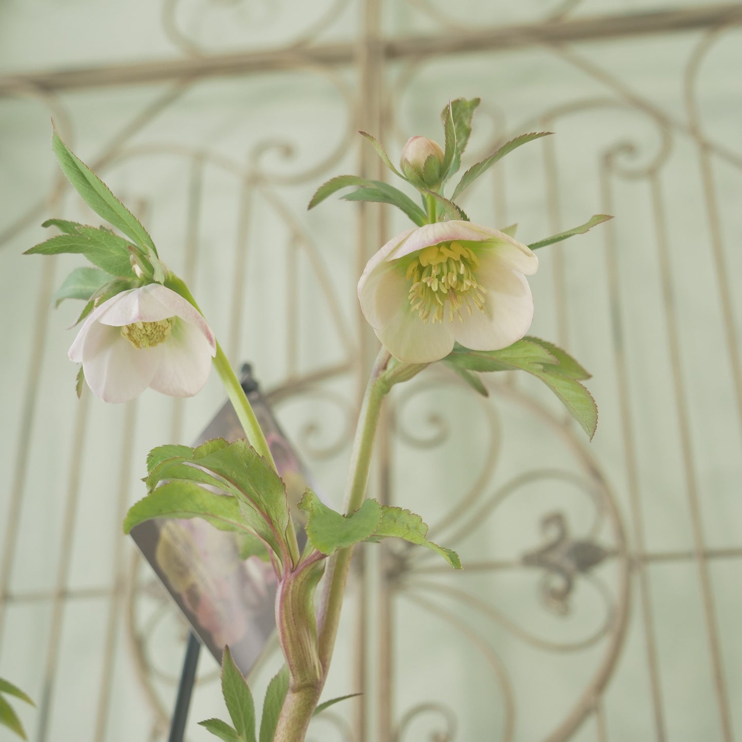 堀切園さん育種　クリスマスローズ【ウィンターシンフォニー】⑧