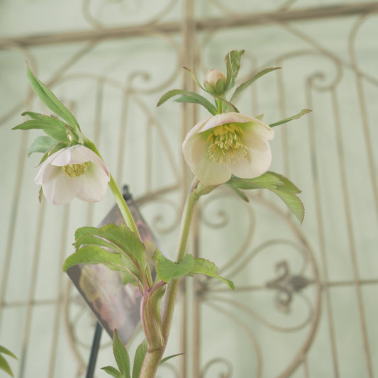 堀切園さん育種　クリスマスローズ【ウィンターシンフォニー】⑧