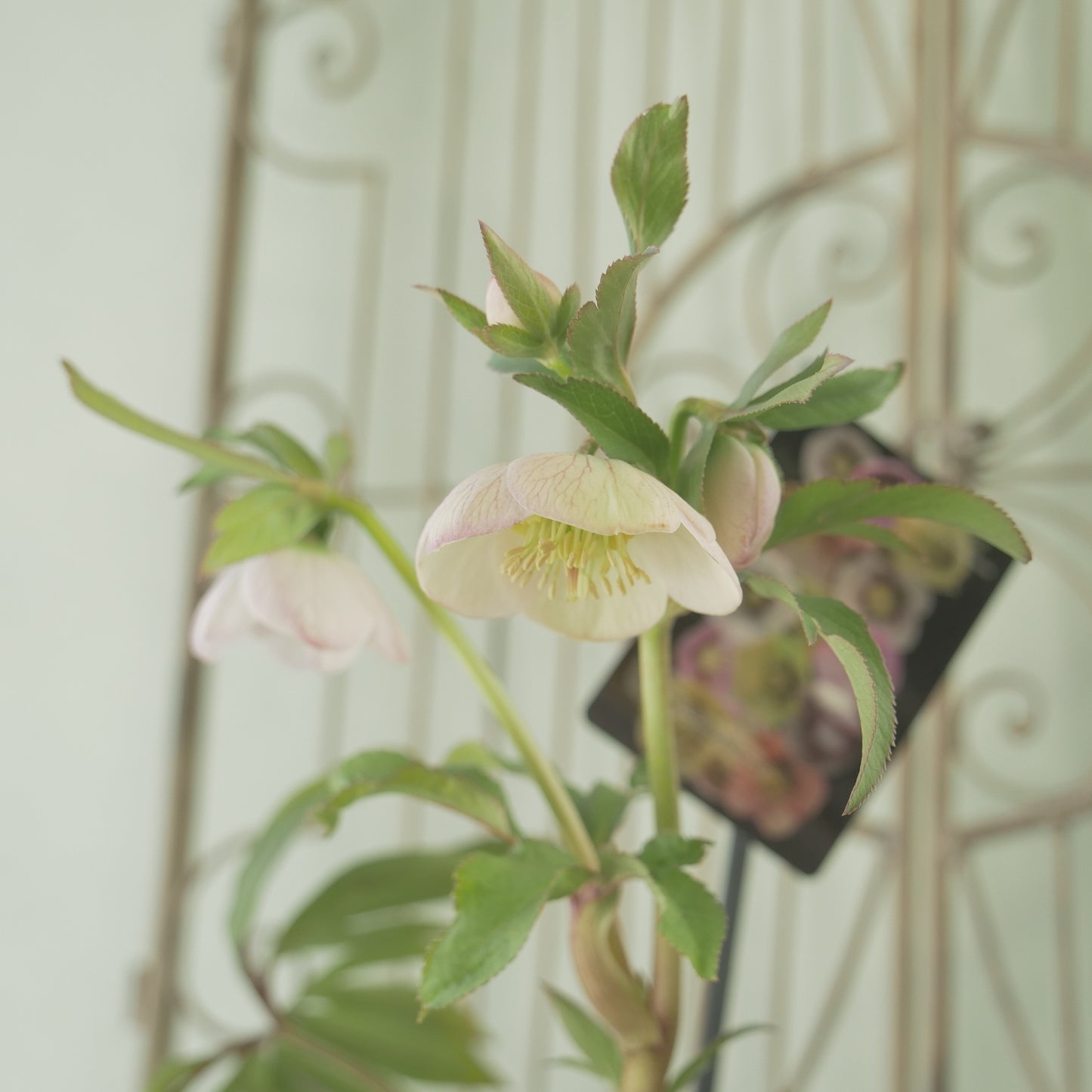 堀切園さん育種　クリスマスローズ【ウィンターシンフォニー】⑧