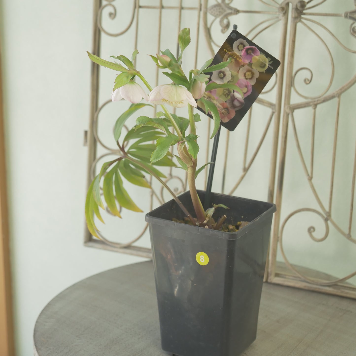 堀切園さん育種　クリスマスローズ【ウィンターシンフォニー】⑧