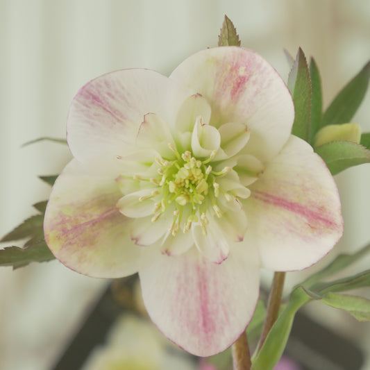 堀切園さん育種 クリスマスローズ【ウィンターシンフォニー】⑨