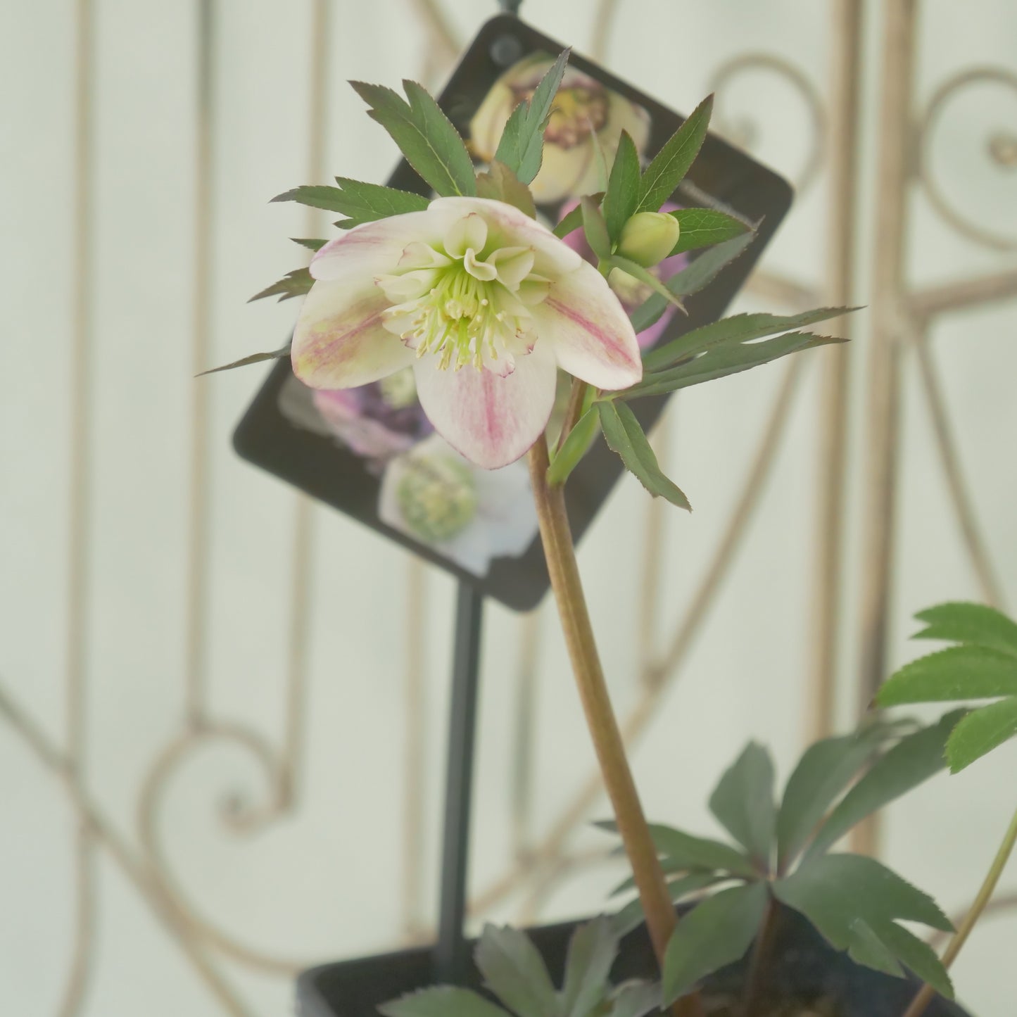 堀切園さん育種　クリスマスローズ【ウィンターシンフォニー】⑨