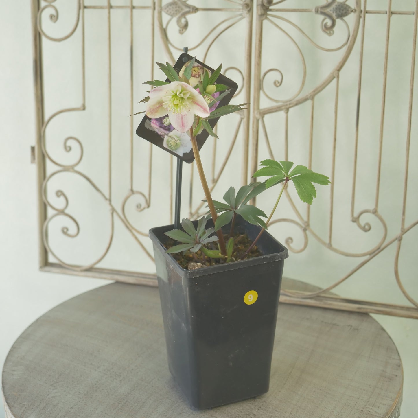 堀切園さん育種　クリスマスローズ【ウィンターシンフォニー】⑨