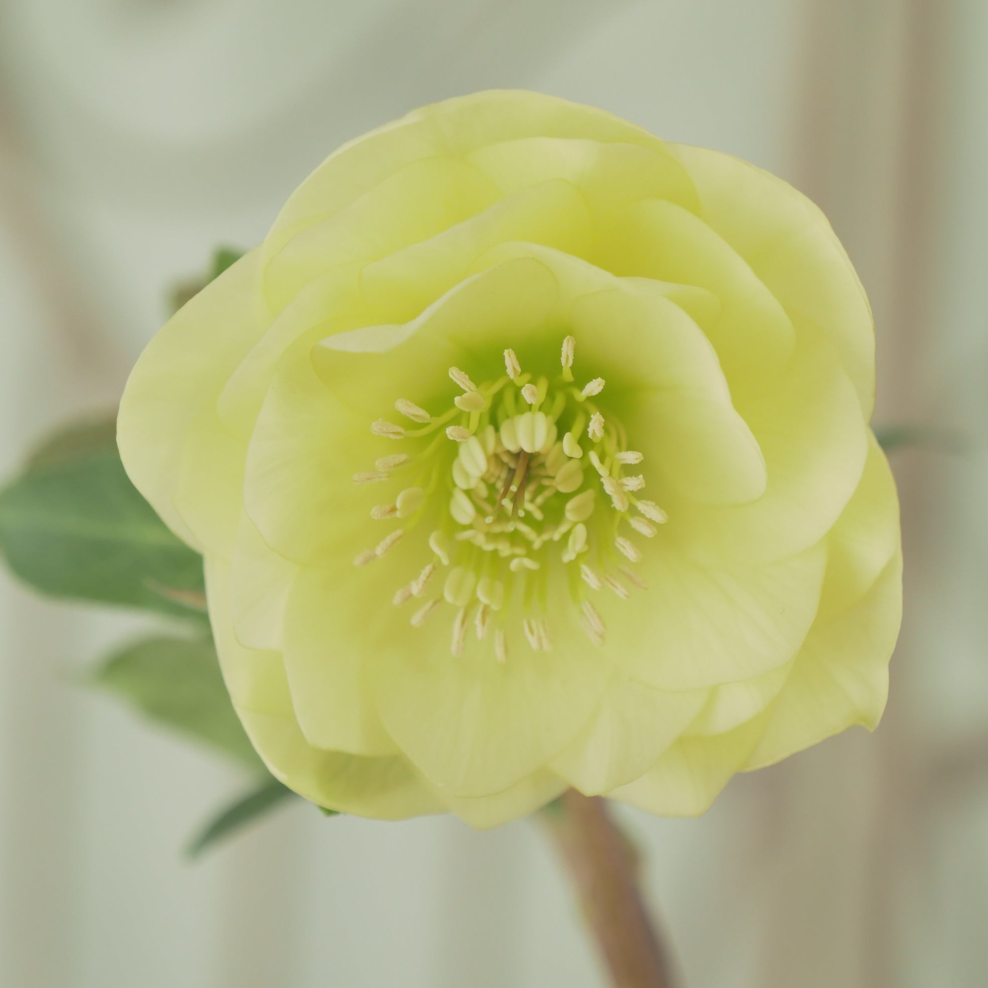 堀切園さん育種 クリスマスローズ【ウィンターシンフォニー】⑩