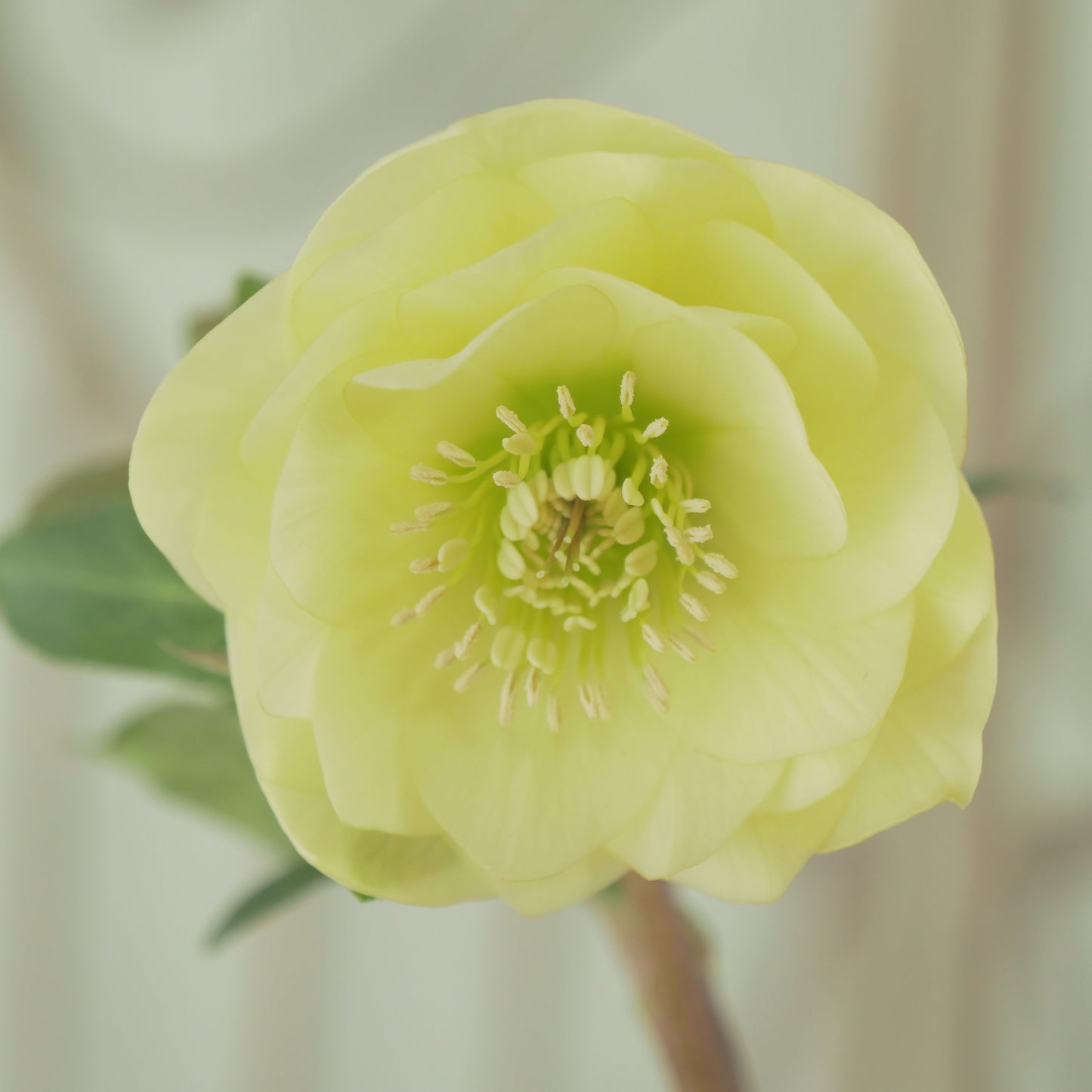 堀切園さん育種　クリスマスローズ【ウィンターシンフォニー】⑩