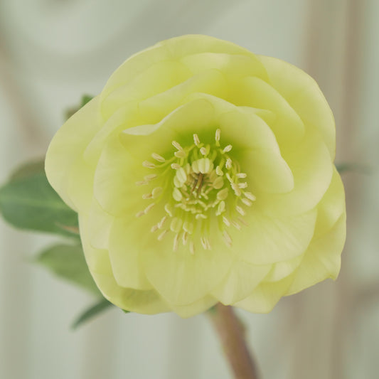 堀切園さん育種　クリスマスローズ【ウィンターシンフォニー】⑩