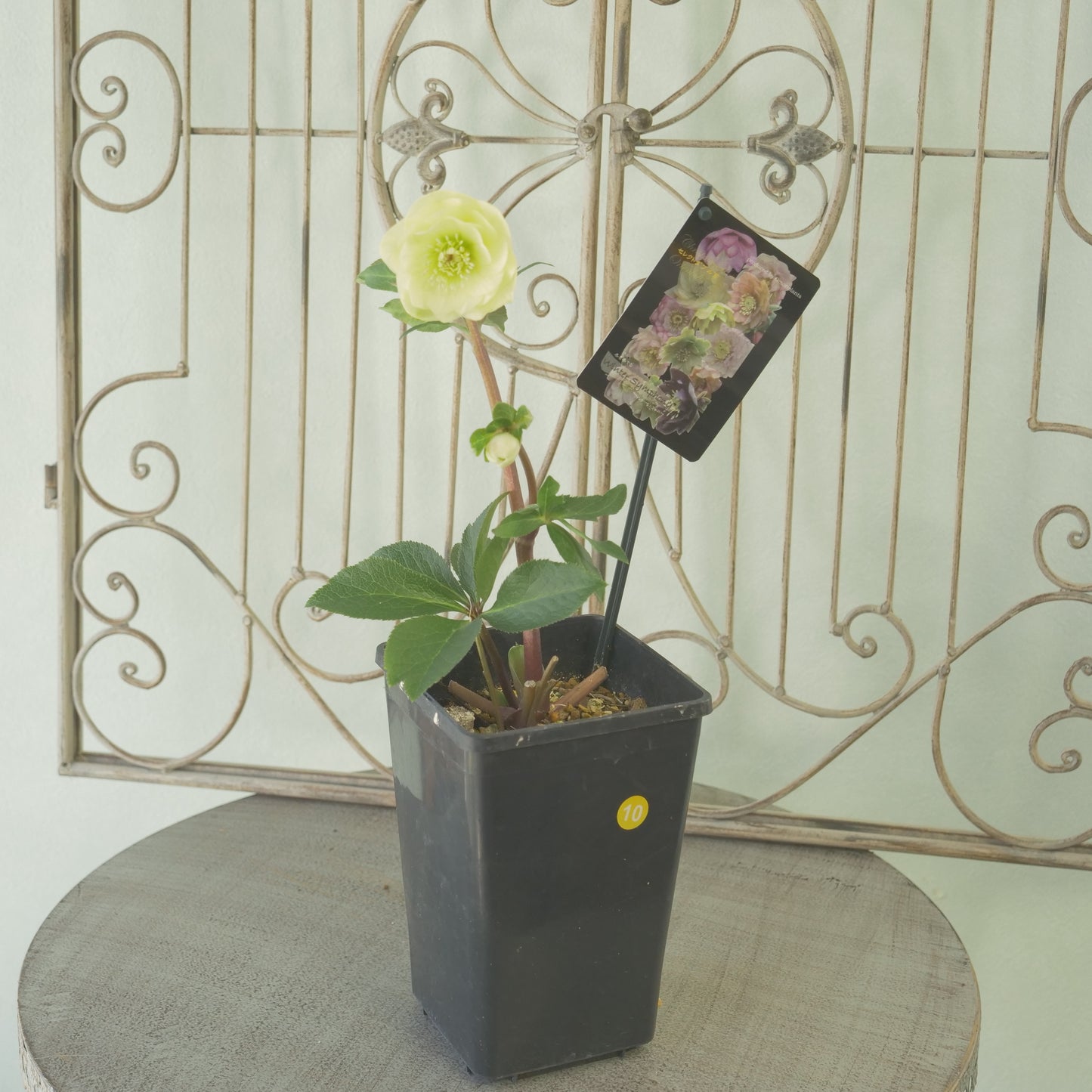 堀切園さん育種　クリスマスローズ【ウィンターシンフォニー】⑩