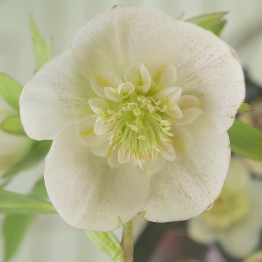 堀切園さん育種　クリスマスローズ【ウィンターシンフォニー】⑪