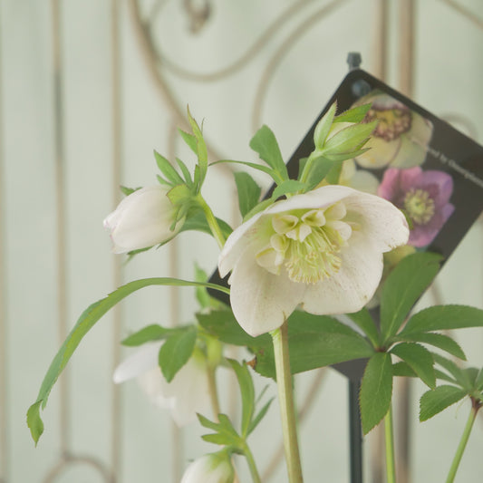 堀切園さん育種　クリスマスローズ【ウィンターシンフォニー】⑪