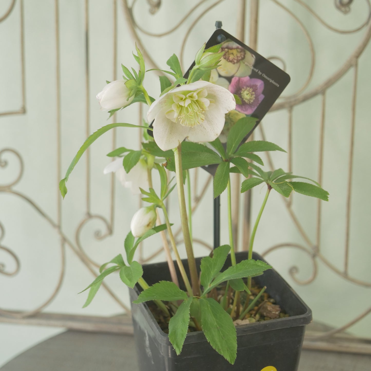 堀切園さん育種　クリスマスローズ【ウィンターシンフォニー】⑪