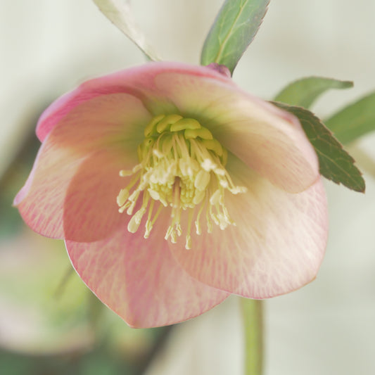 堀切園さん育種　クリスマスローズ【ウィンターシンフォニー】⑫