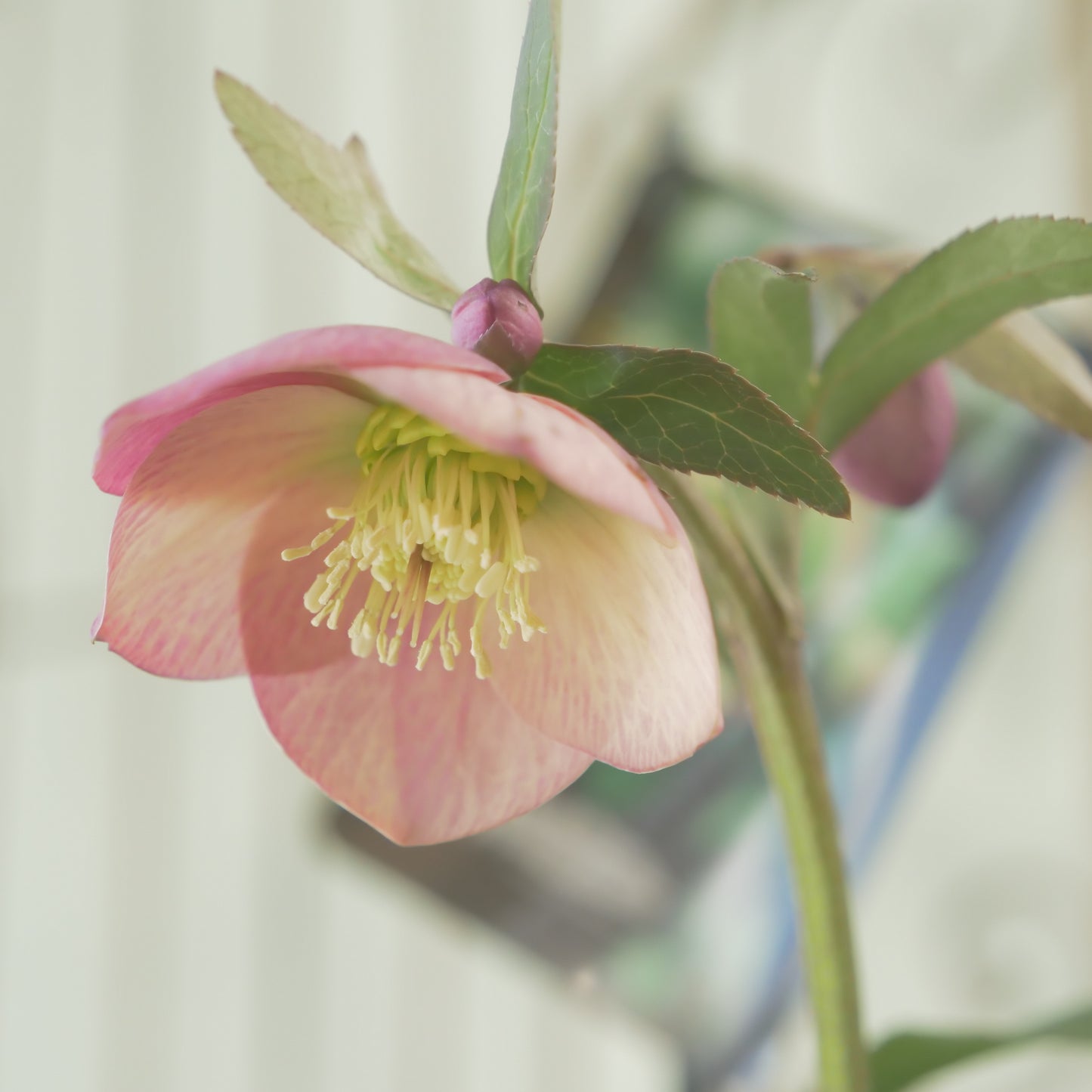 堀切園さん育種　クリスマスローズ【ウィンターシンフォニー】⑫