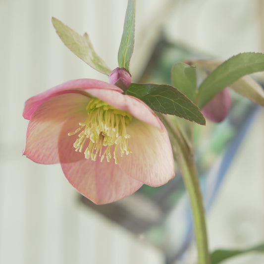 堀切園さん育種　クリスマスローズ【ウィンターシンフォニー】⑫