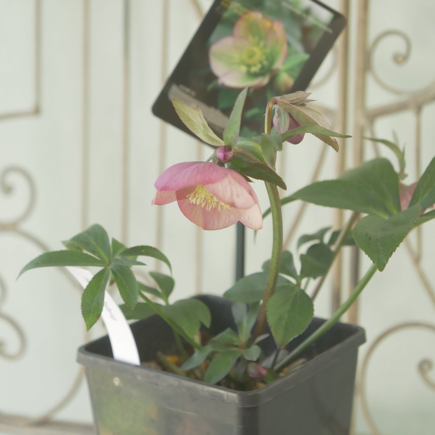 堀切園さん育種　クリスマスローズ【ウィンターシンフォニー】⑫