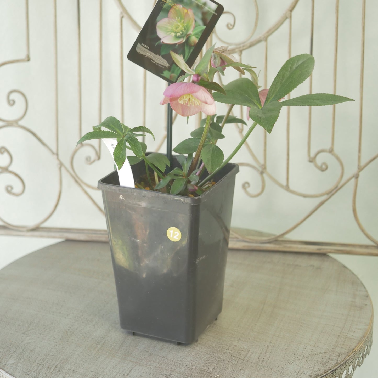 堀切園さん育種　クリスマスローズ【ウィンターシンフォニー】⑫